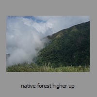 native forest higher up